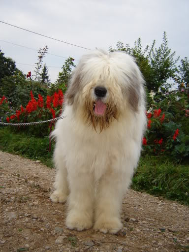 mihu de butte