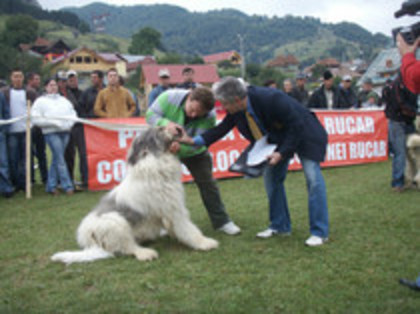 iancu de casa baros-Ursu
