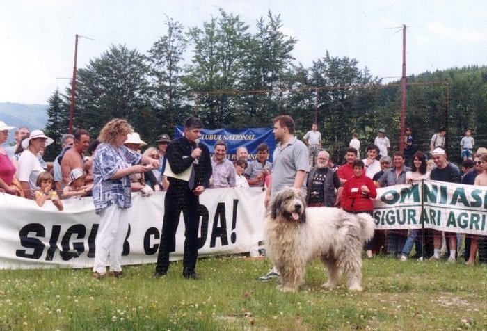 ursu de romania azuga 2000