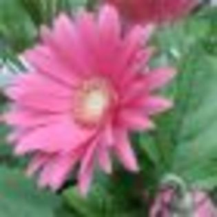 gerbera_T