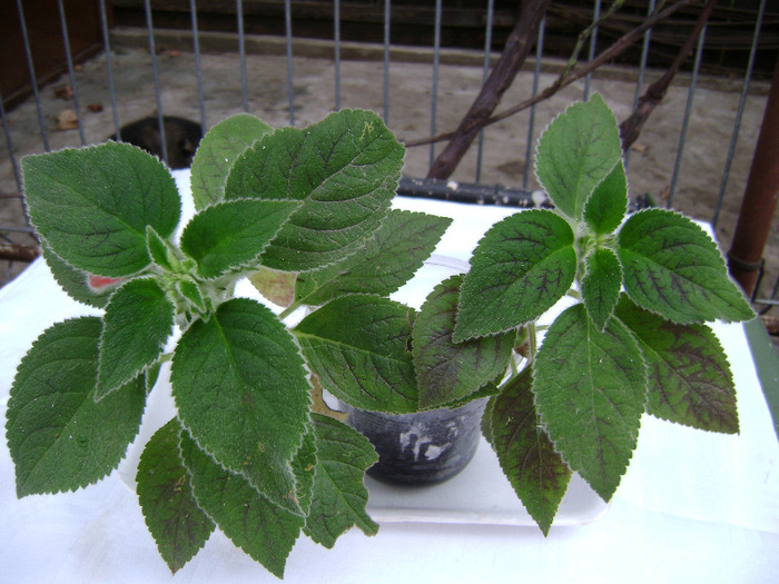 DSC08077 - PERIDOT S PALENQUE