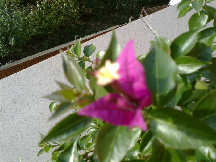 210920111153 - bougainvileaa