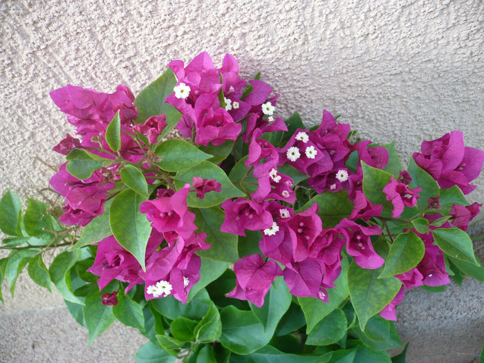 21.09.2011 - zzz-BOUGAINVILLEA-2011