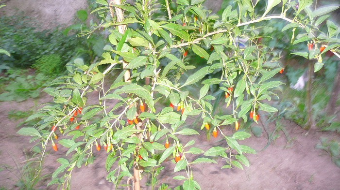 P1250799 - 3 - Goji Septembrie 21