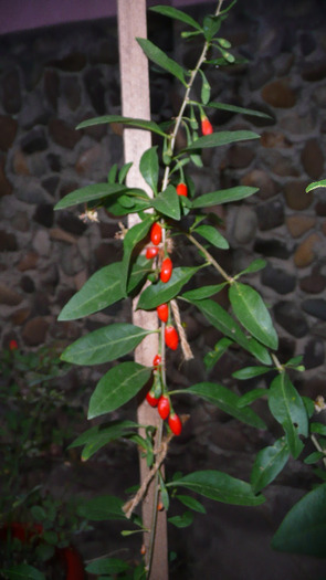 P1250804 - 3 - Goji Septembrie 21