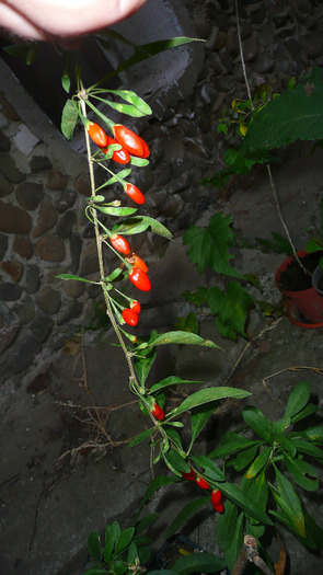 P1250809 - 3 - Goji Septembrie 21