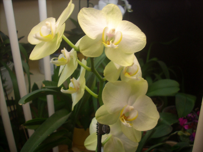 Degrade cu alb si verde galbui - Orhidee