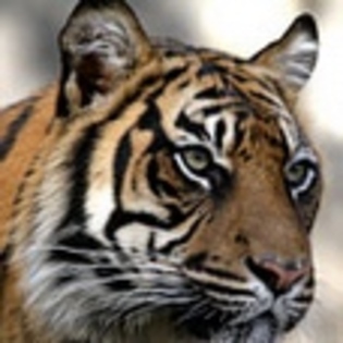 animale - Poze animale