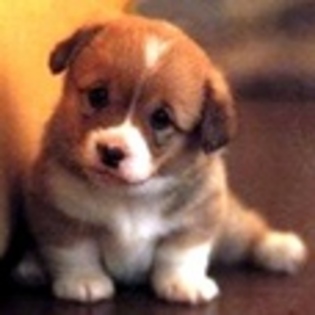 animale - Poze animale