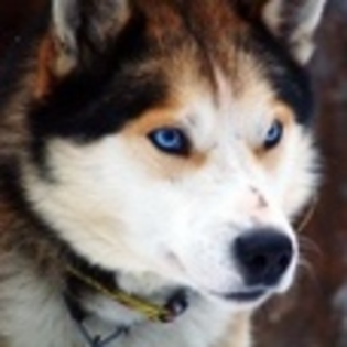 animale - Poze animale