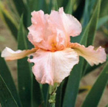 Pink Attraction roz clar - irisi de vanzare lichidare stoc