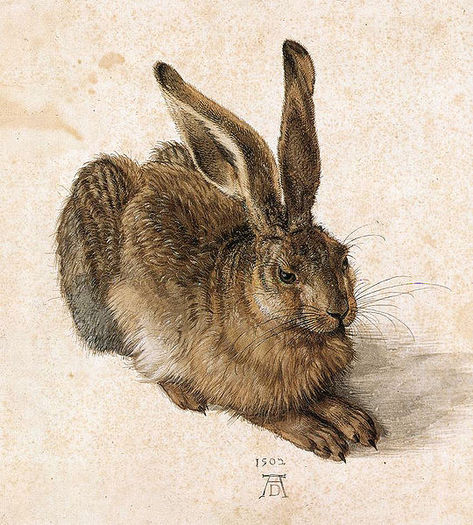 iepuri de camp-A.Durer - iepurele de camp