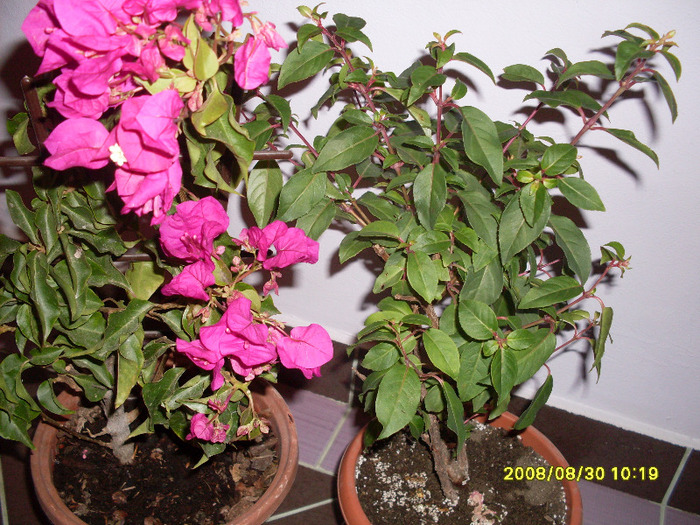 bogainvillea si fucsie de la mihaela