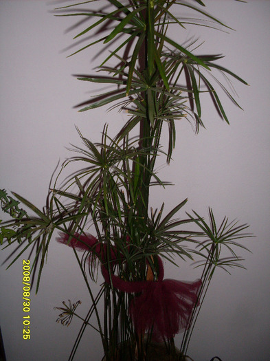 papirus ori ciperius