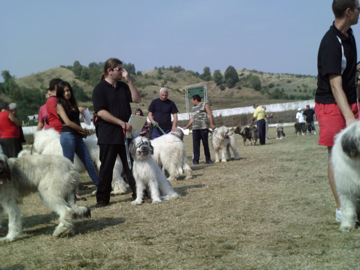 SUNP0319 - concurs filipestii de padure 2011