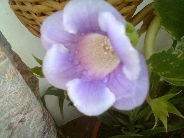 Fotografie0237 - gloxinia