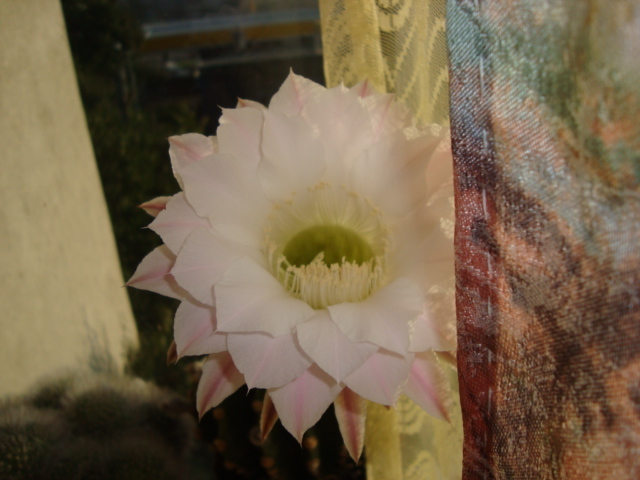 DSC01943 - echinopsis