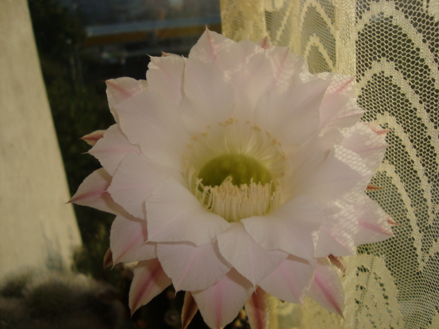 DSC01944 - echinopsis