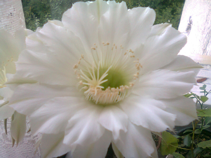 Fotografie0229 - echinopsis