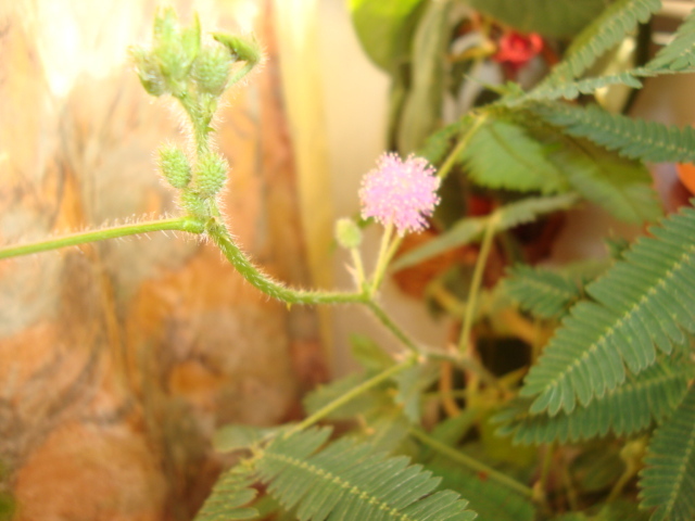 DSC01940 - mimosa pudica