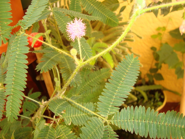 DSC01941 - mimosa pudica