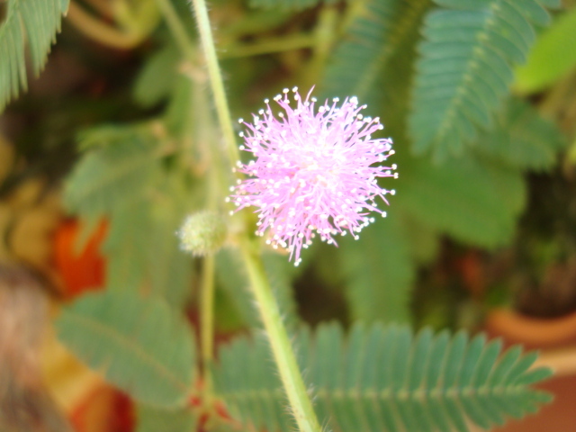 DSC01942 - mimosa pudica