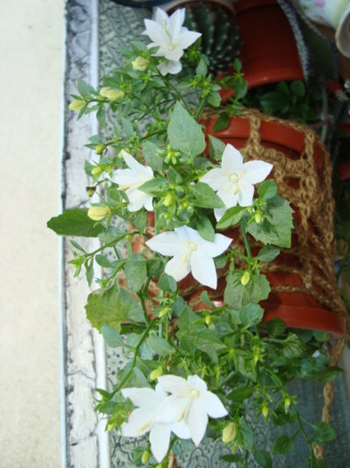 DSC01910 - campanula