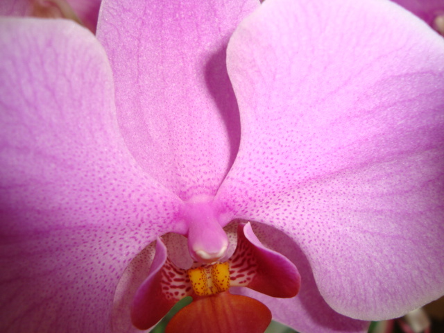 DSC01912 - orhidee