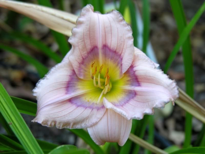 Siloam David Kirchoff-30-45 cm-1C - HEMEROCALLIS