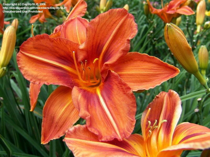 Tontos Friend-90-120 cm - HEMEROCALLIS