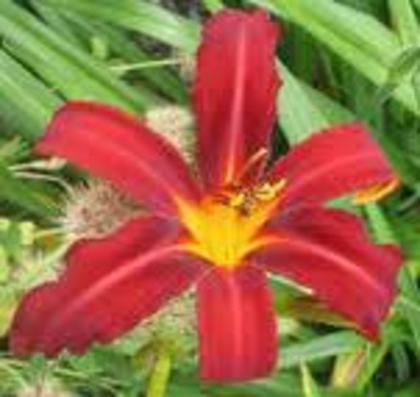 carrey queen-70 cm-10C - HEMEROCALLIS