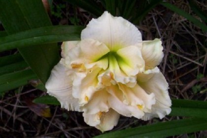 Siloam Stinnerths Delight-30-45 cm-2B - HEMEROCALLIS