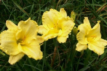 Rufled Lemon Lace-45-60 cm-6C - HEMEROCALLIS