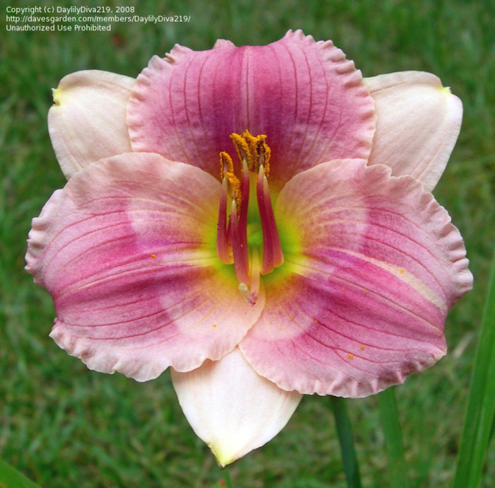 Siloam Art Work-30-45 cm-3B - HEMEROCALLIS