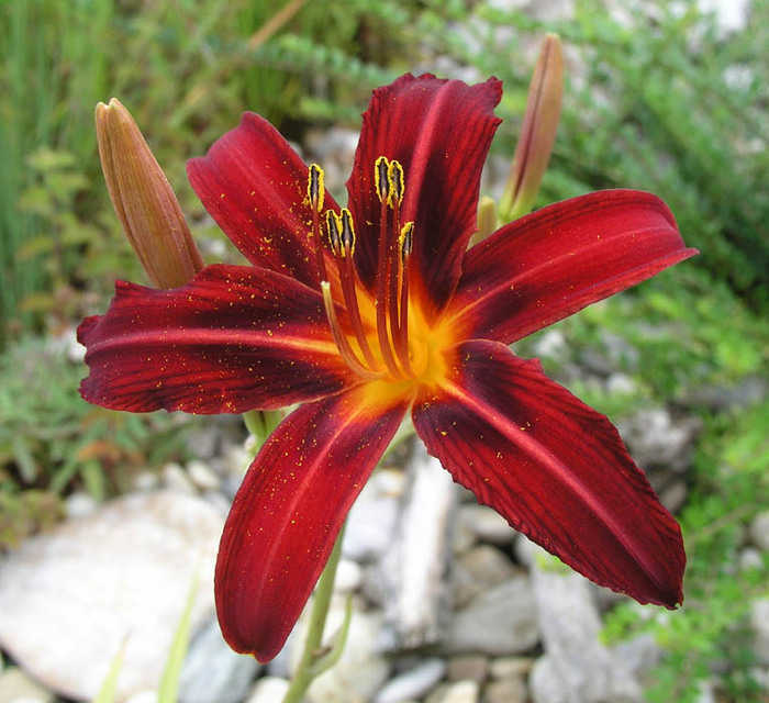 Sammy Russel-60-90 cm - HEMEROCALLIS