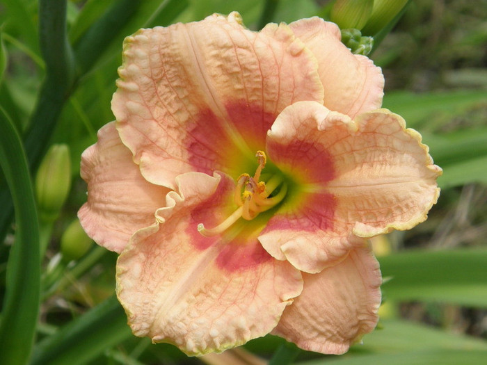 Broadwoay Accent-30-45 cm-4B - HEMEROCALLIS