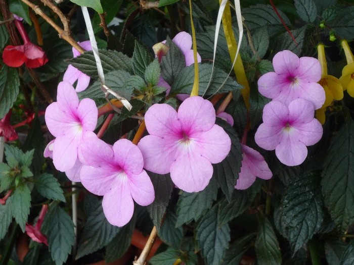 Peach Blossom - Achimenes