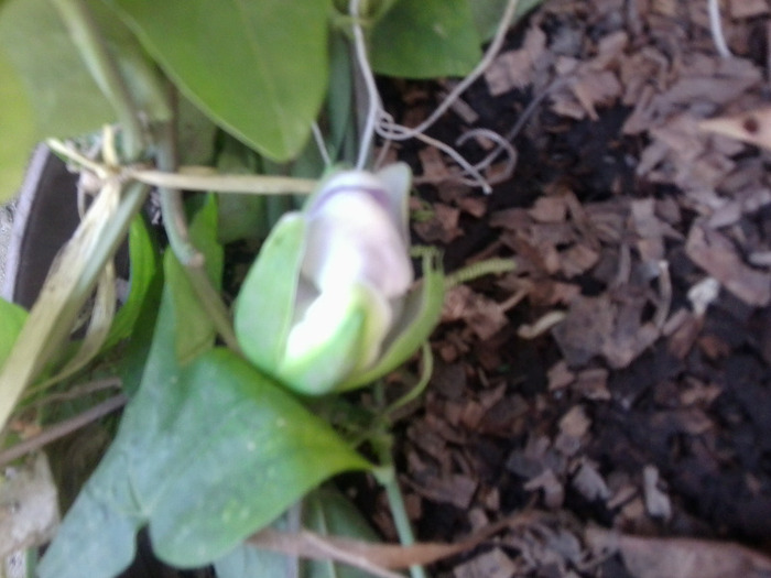 Fotografie0995 - flori de interior