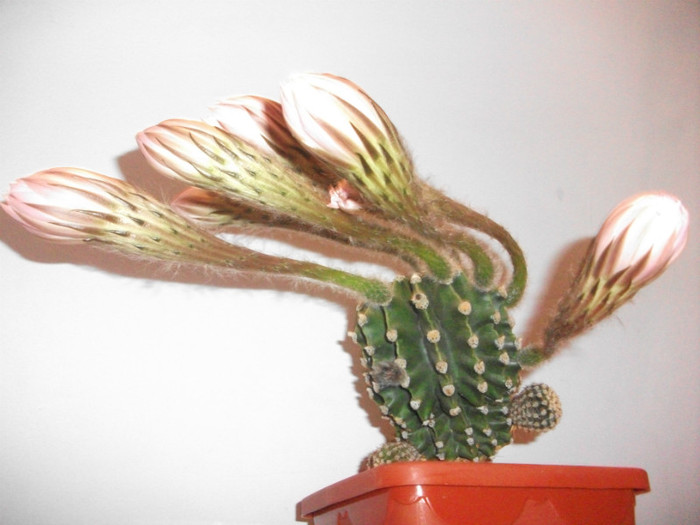 poze 1399 - cactusi si suculente