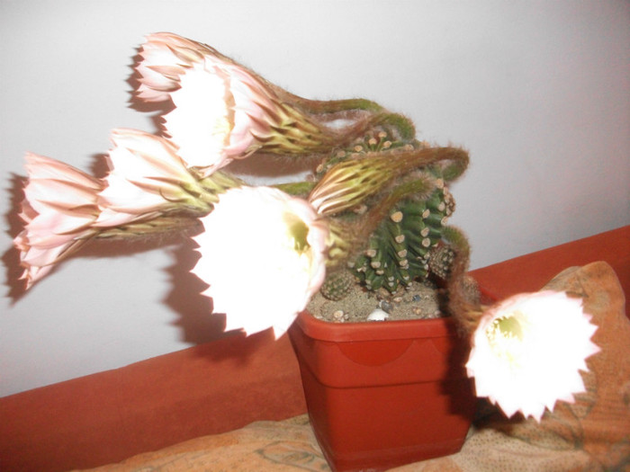 poze 1403 - cactusi si suculente