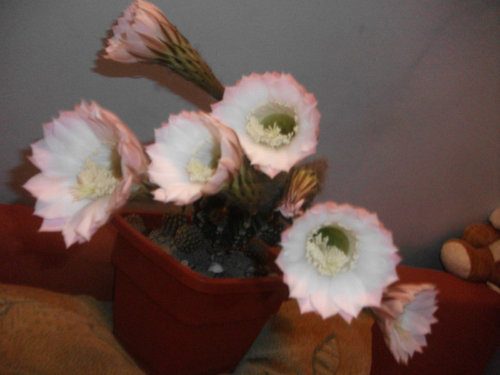 poze 1407 - cactusi si suculente