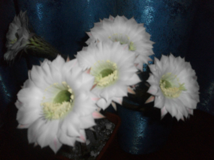 poze 1421 - cactusi si suculente