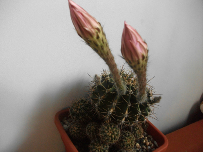 poze 1444 - cactusi si suculente