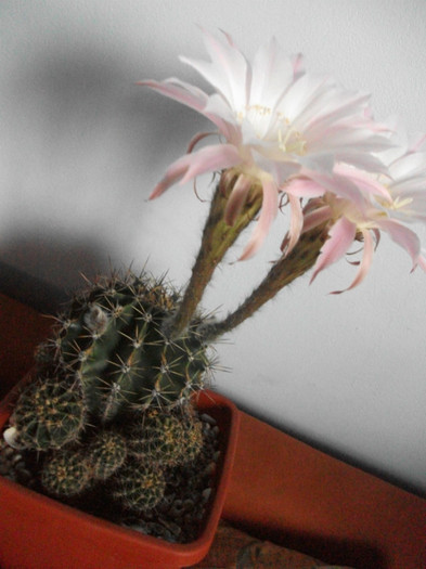 poze 1452 - cactusi si suculente