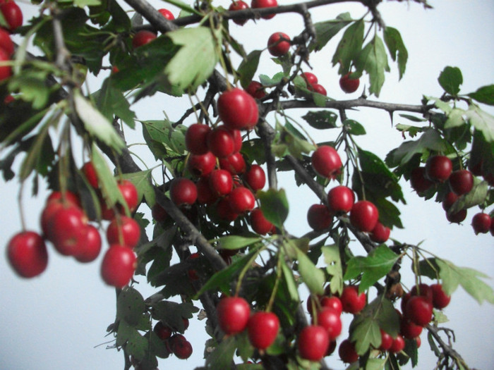 paducel=gherghinar= malaiul cucului