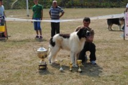 Labus de Hancu BIS Filipesti 2011