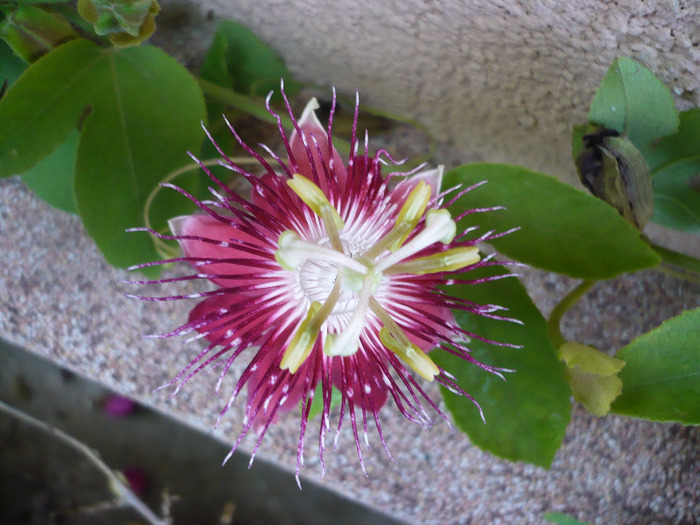 22.09.2011 - zzz-PASSIFLORA-iesite din colectie