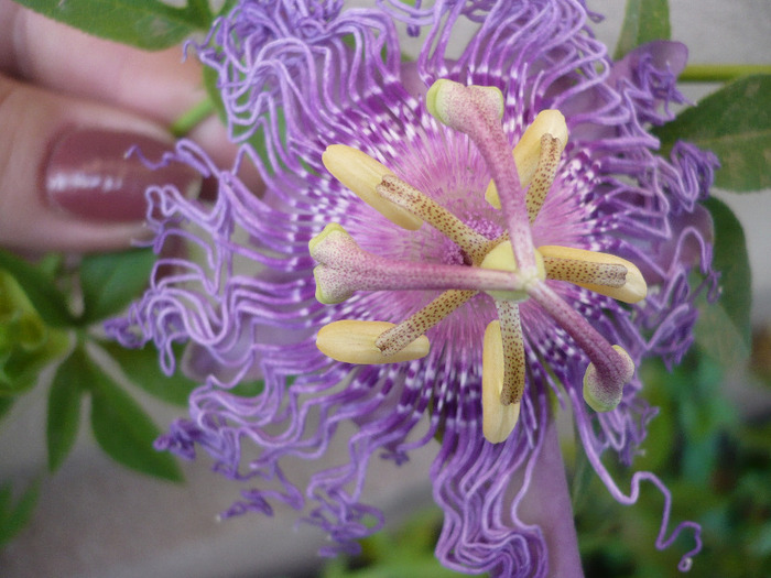 P1100174 - zzz-PASSIFLORA-iesite din colectie