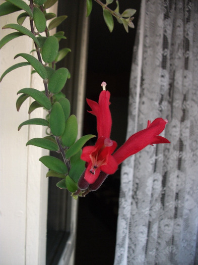 DSCF1710 - Aeschynanthus