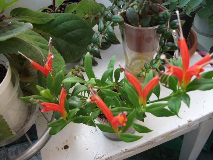 DSCF1690 - Aeschynanthus